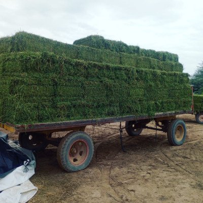 ALFALFA 3