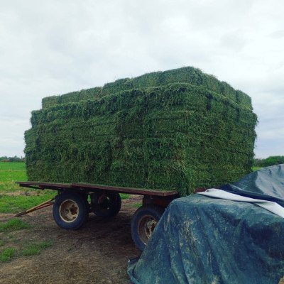 ALFALFA 0