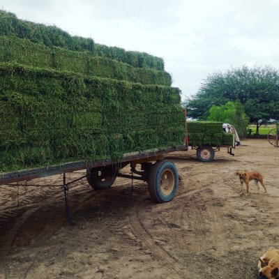 ALFALFA 1