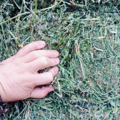 ALFALFA 2