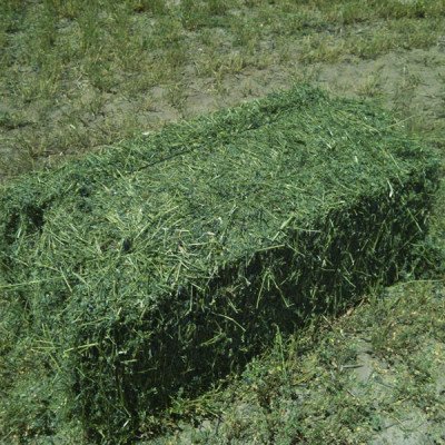 ALFALFA 4
